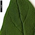 SpeciesSub: subsp. microphylla 'Superba'